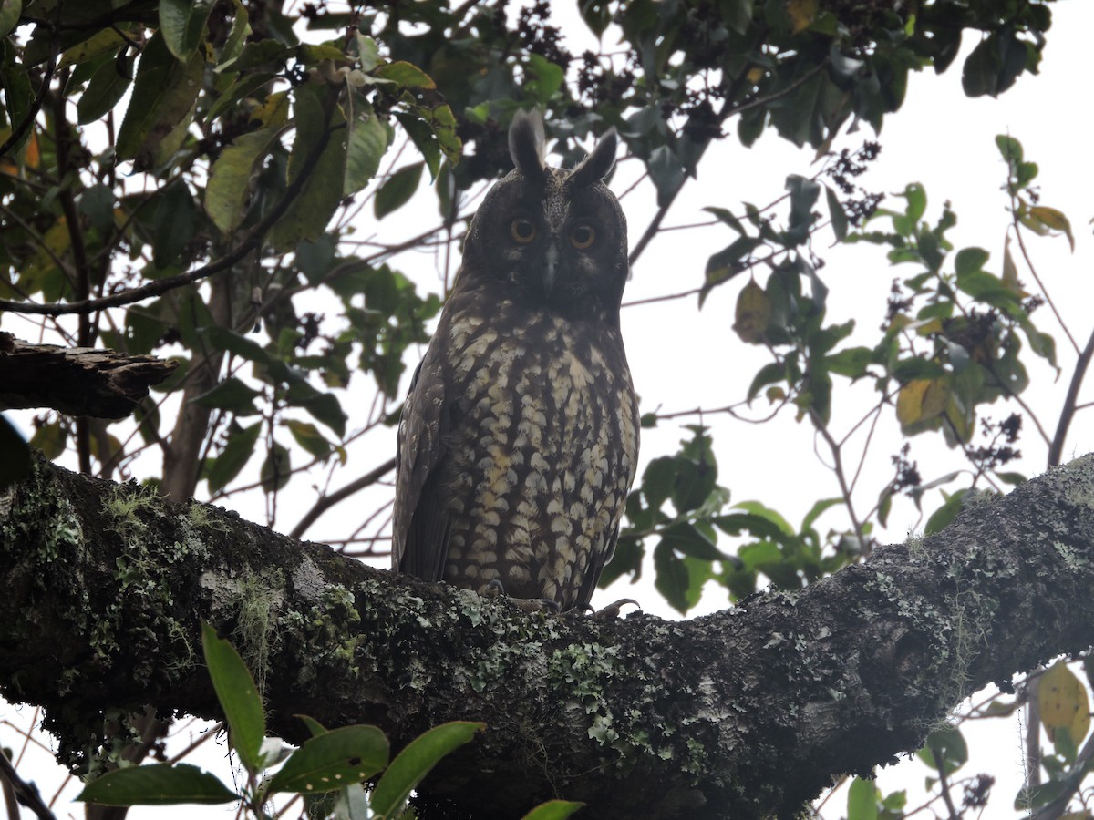 Stygian Owl - Luis A. Saavedra