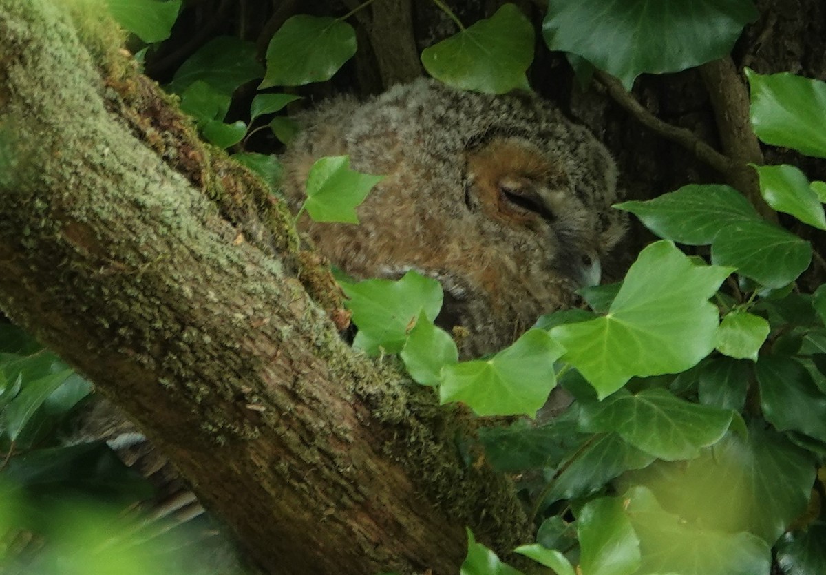 Tawny Owl - ML581001301