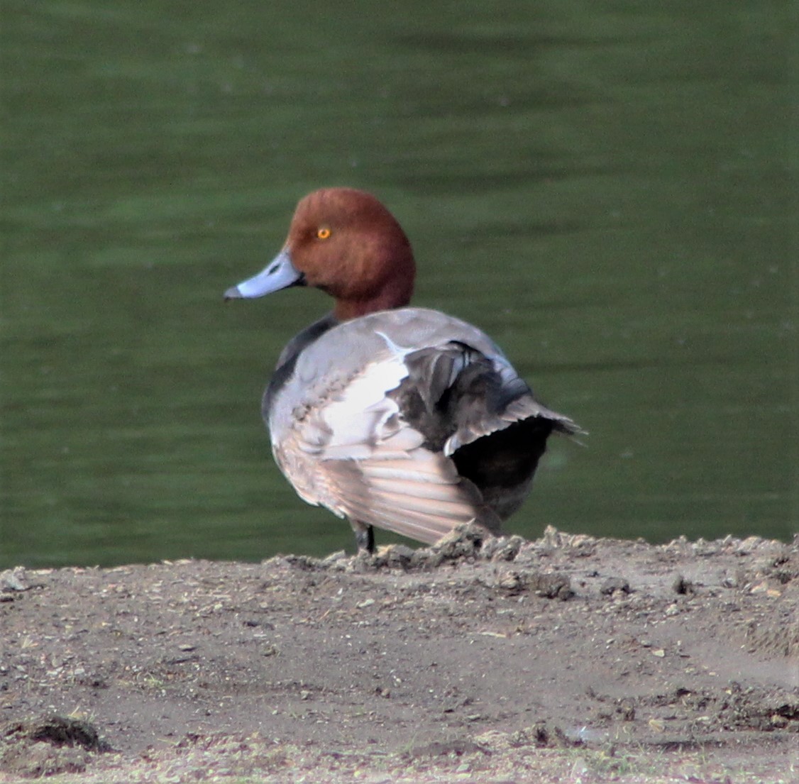 eBird Checklist 3 Jun 2023 Alum Creek SPBeach and Alum Reservoir