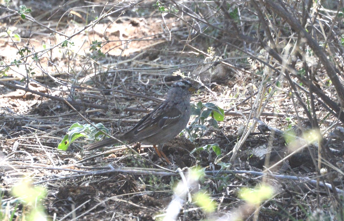 White-crowned Sparrow - ML58100871