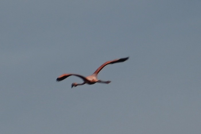 American Flamingo - Gary Steinberg