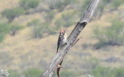 Ladder-backed Woodpecker - ML58101341