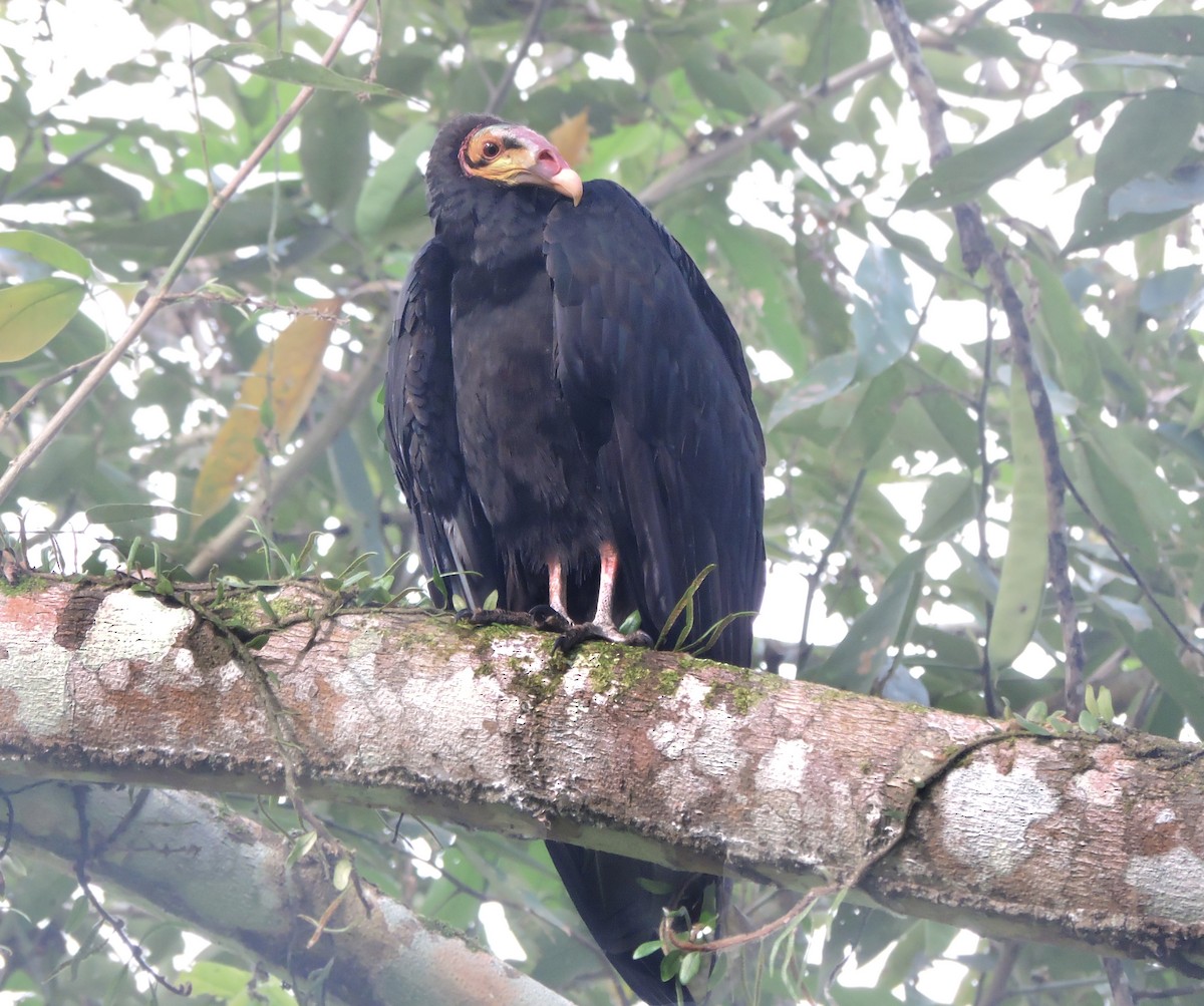 Lesser Yellow-headed Vulture - ML58101491