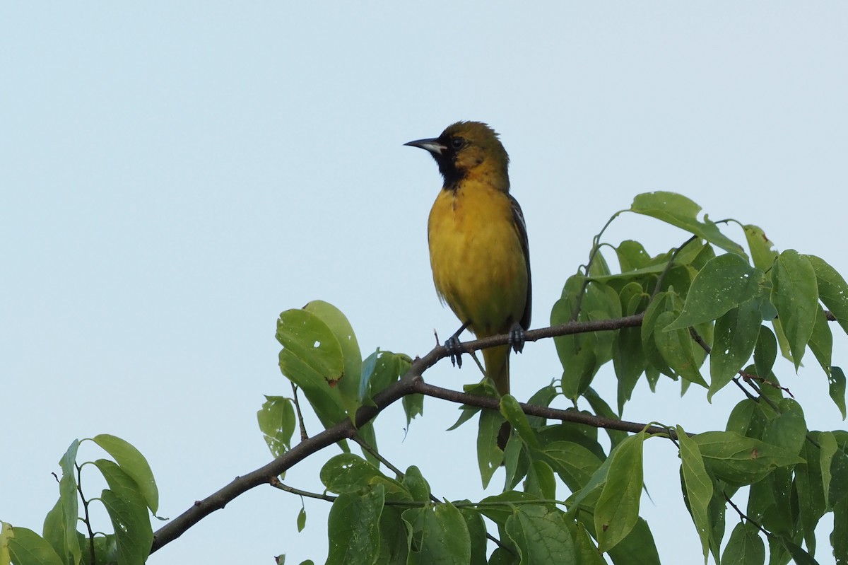 Orchard Oriole - ML581015771