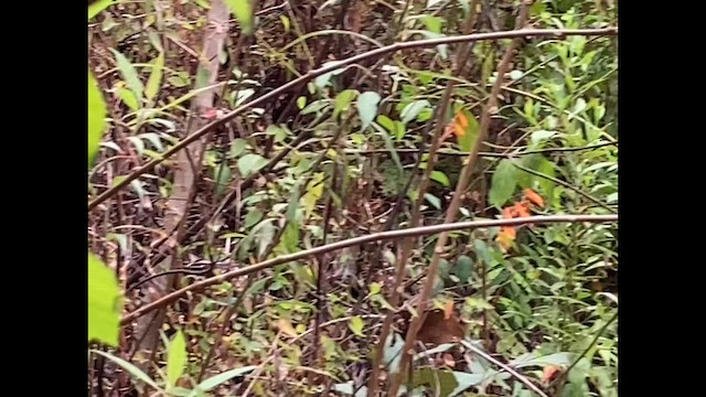 kolibřík ametystohrdlý (ssp. margaritae) - ML581017261