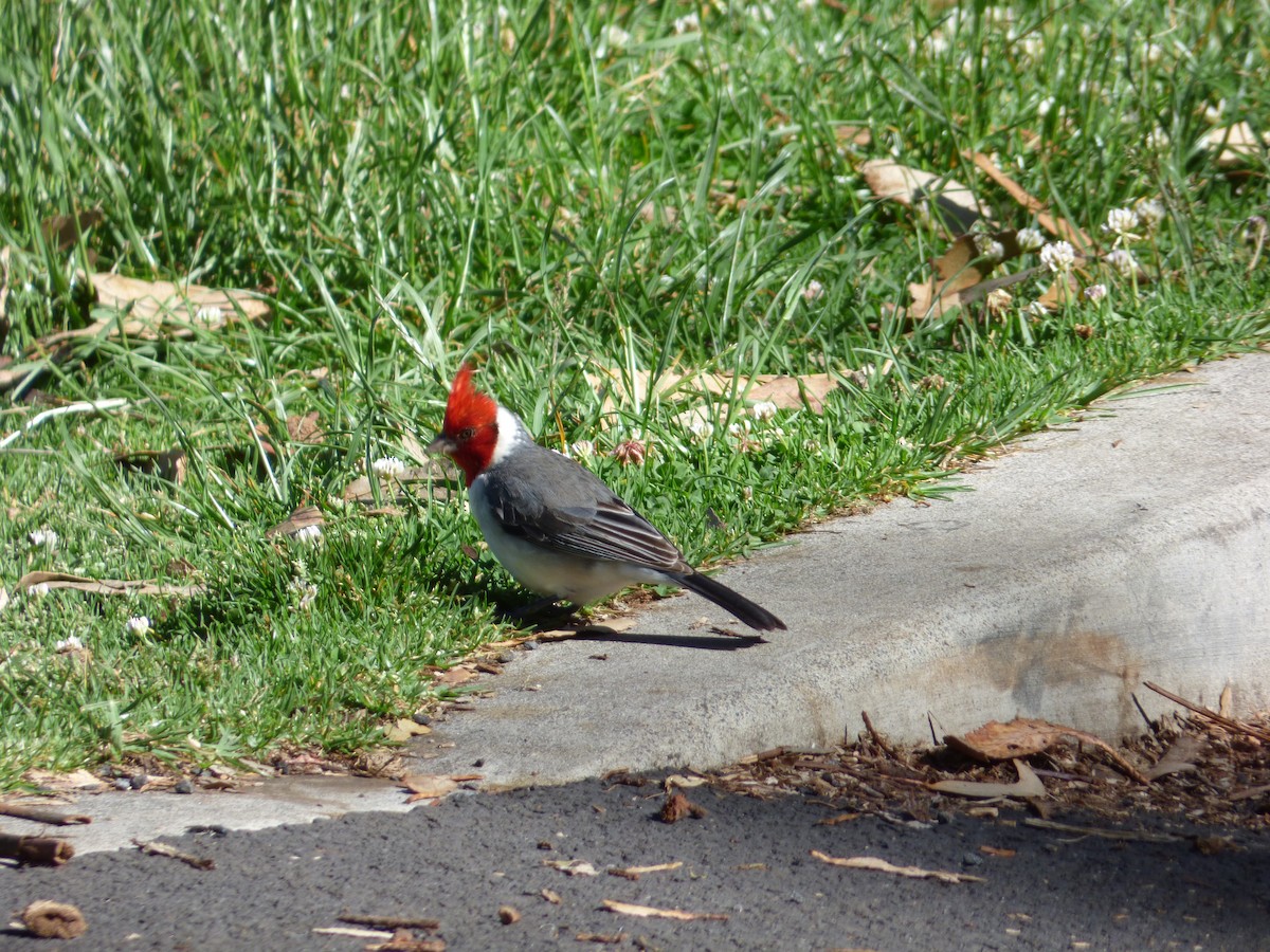 Red-crested Cardinal - ML58101911
