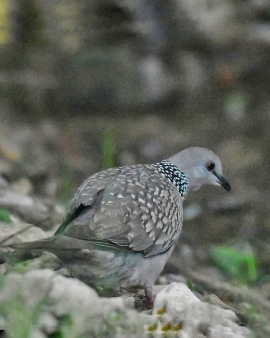 Spotted Dove - ML581023501