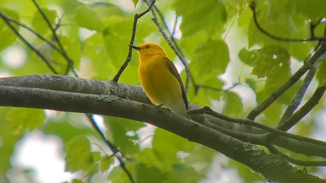Prothonotary Warbler - ML581023741