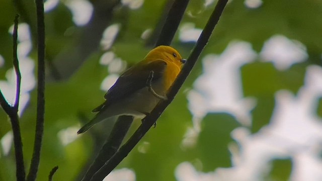 Prothonotary Warbler - ML581023751