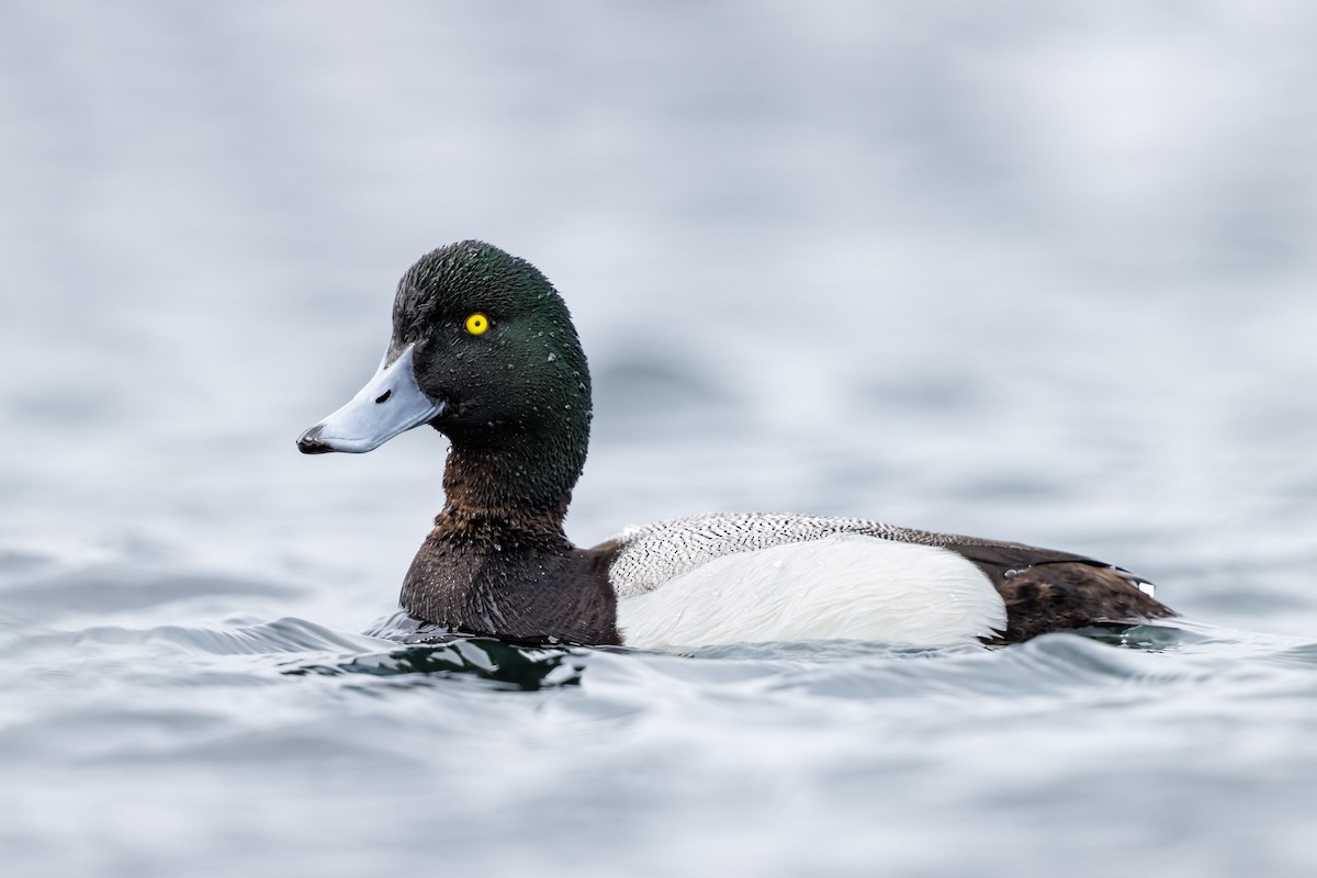 Greater Scaup - ML581025701