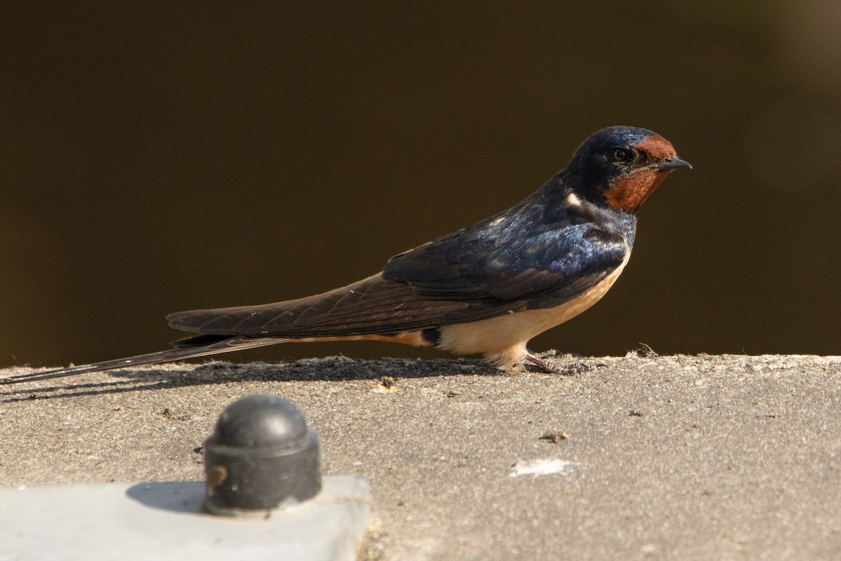 Barn Swallow - Letty Roedolf Groenenboom