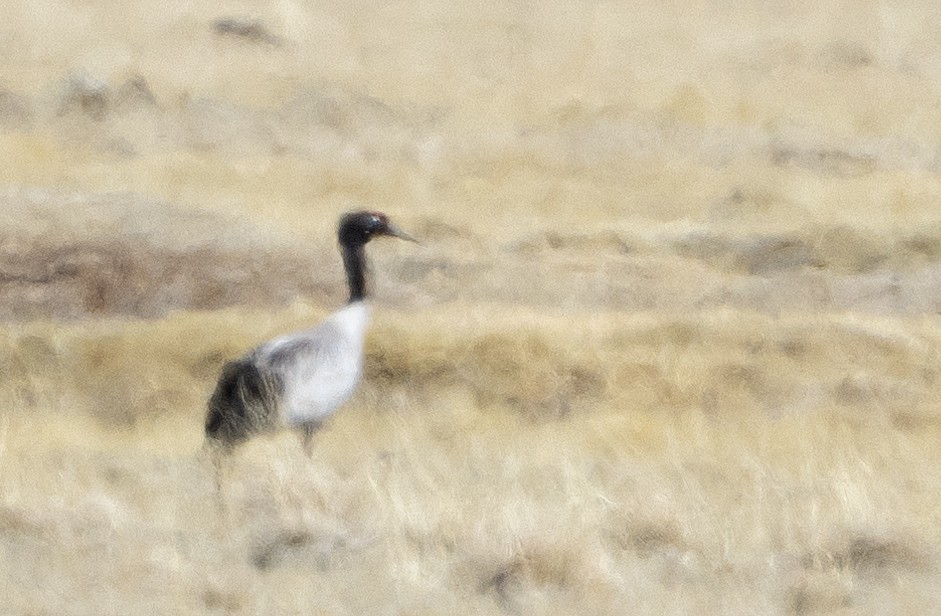 Black-necked Crane - ML581027741