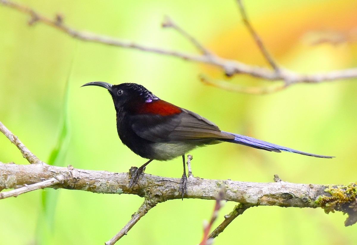 Black-throated Sunbird - Ajoy Kumar Dawn