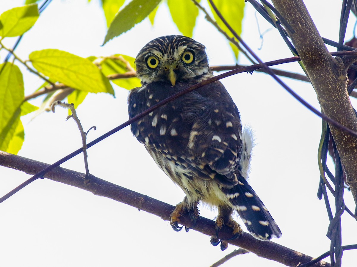 Peruvian Pygmy-Owl - Eduardo Zavala B.