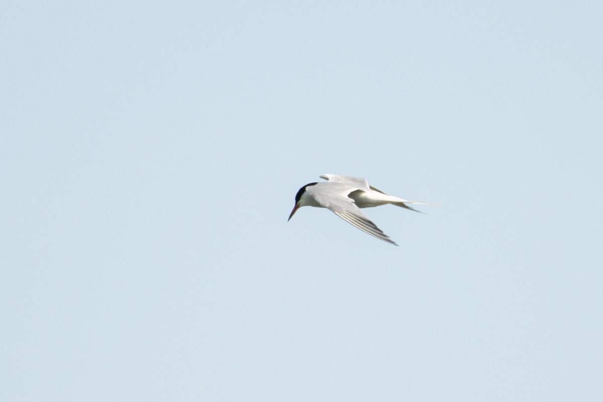 Common Tern - ML581031811
