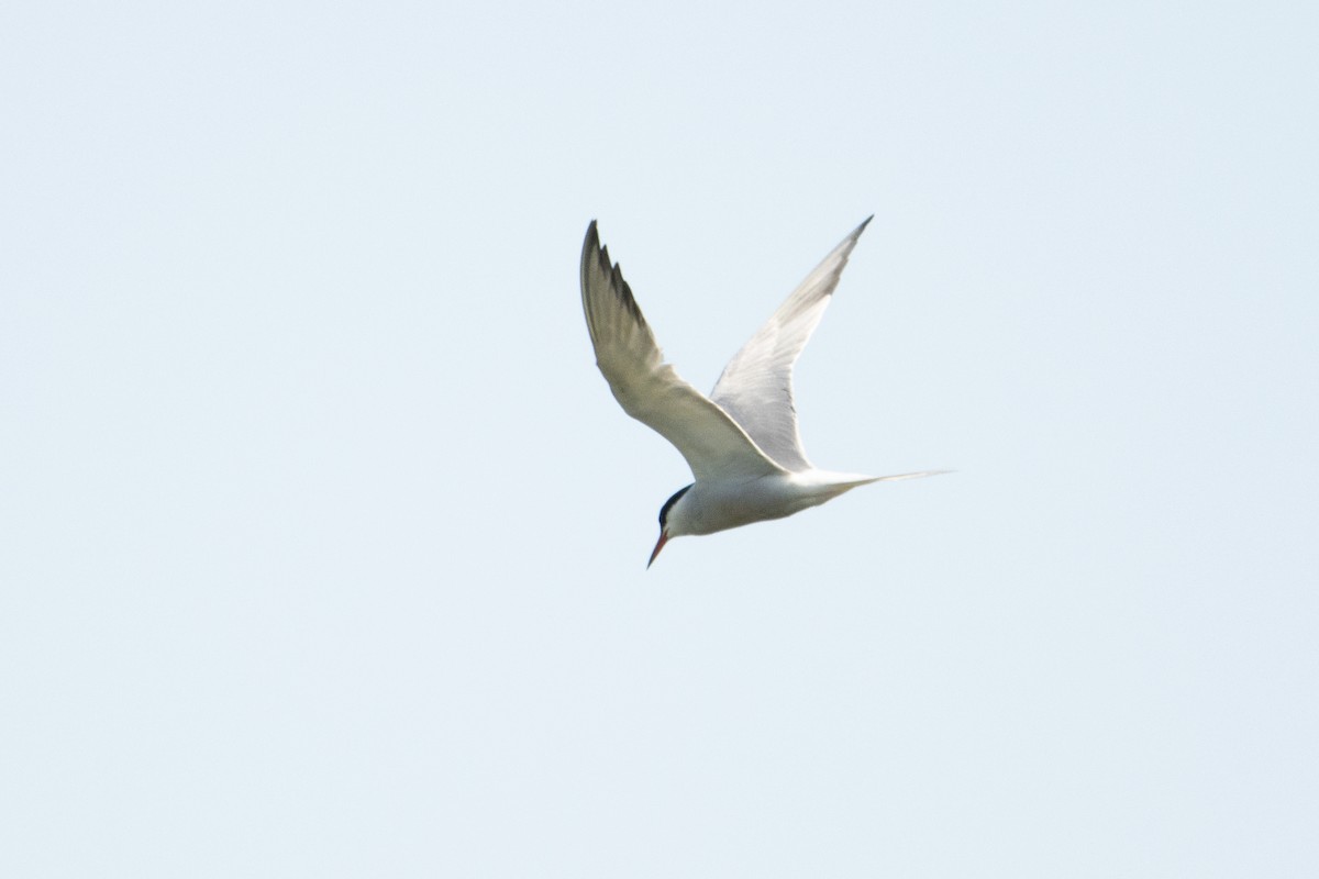 Common Tern - ML581031821