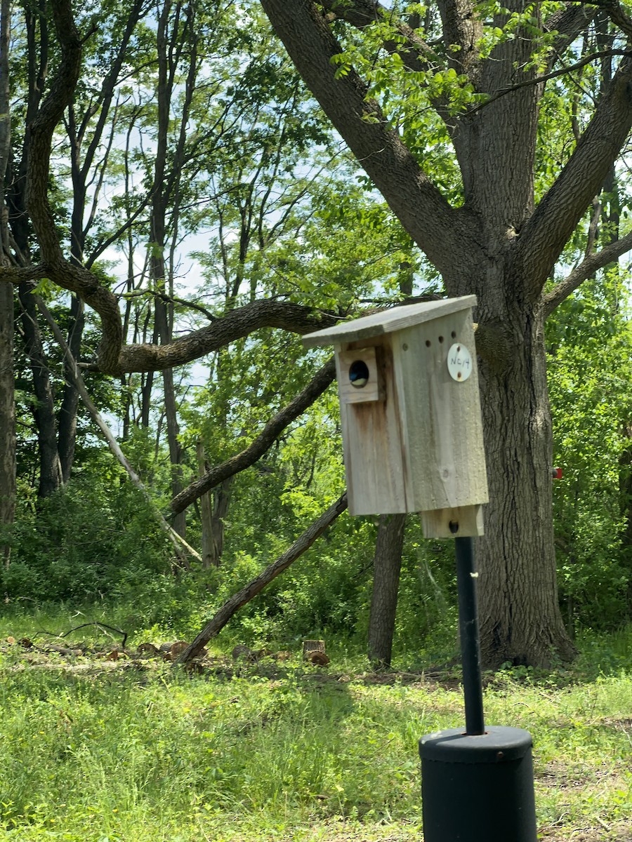 eBird Checklist 2 Jun 2023 Beaver Meadow Audubon Center 10 species
