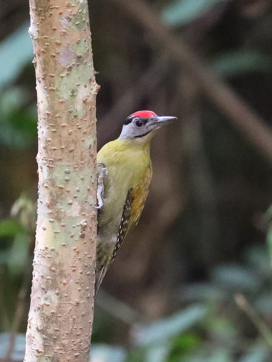 Gray-headed Woodpecker - ML581033001