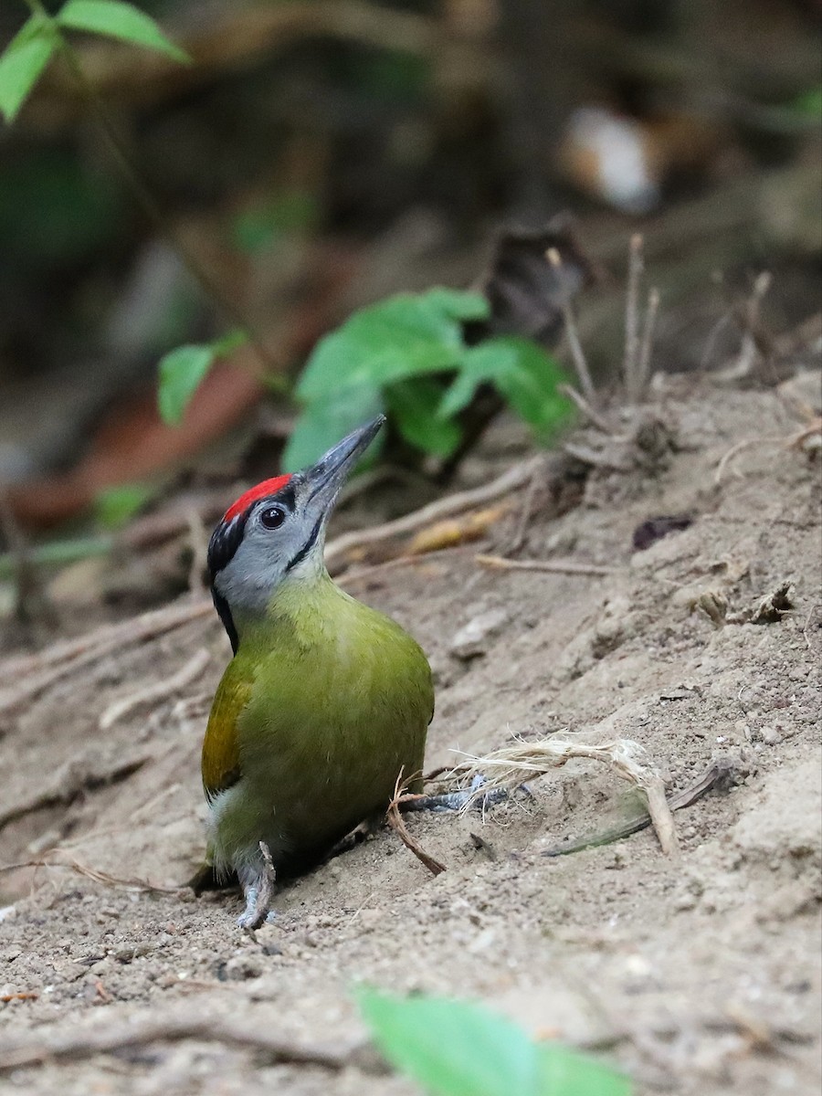 Gray-headed Woodpecker - ML581033031
