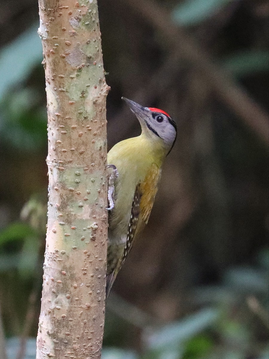 Gray-headed Woodpecker - ML581033041