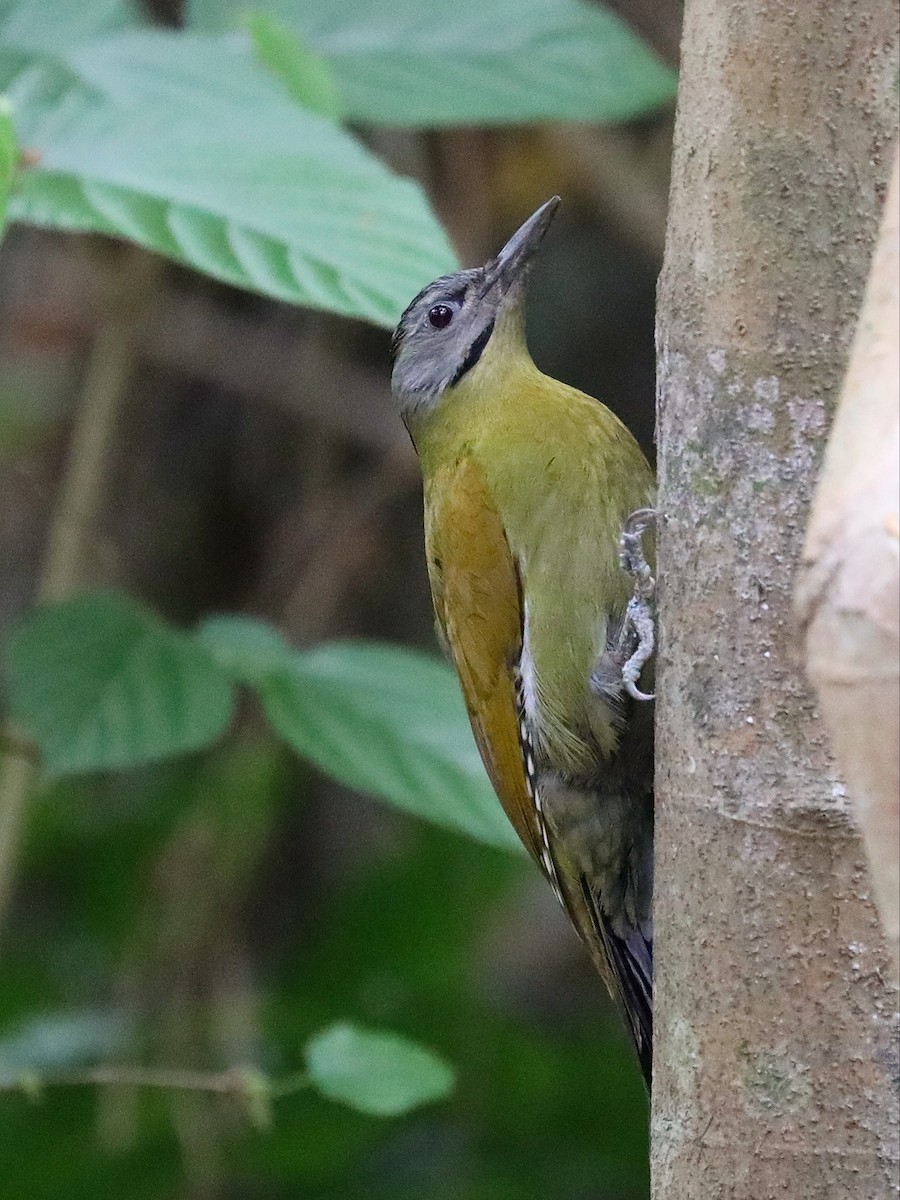 Gray-headed Woodpecker - ML581033051