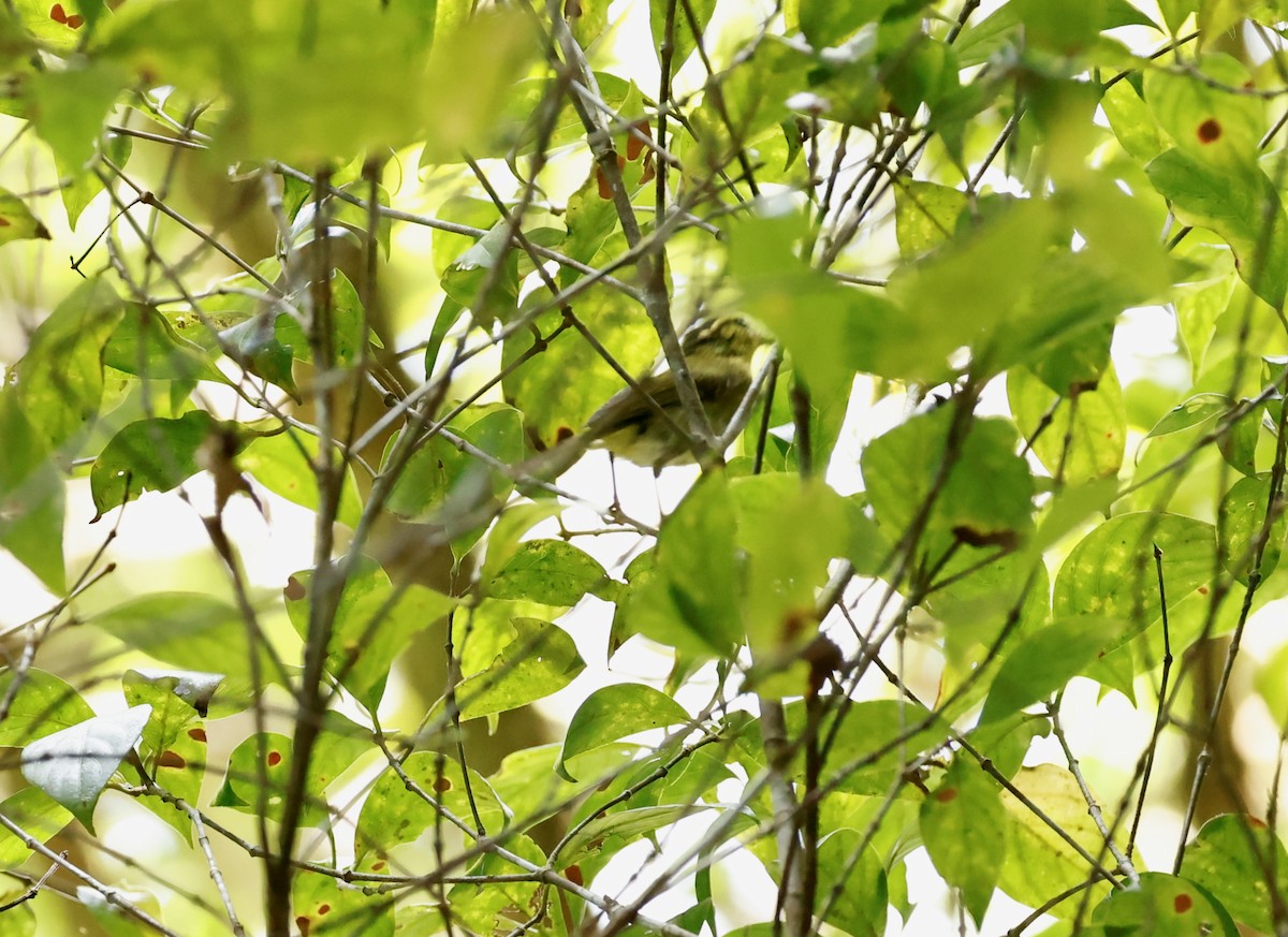 Mountain Leaf Warbler - ML581035891