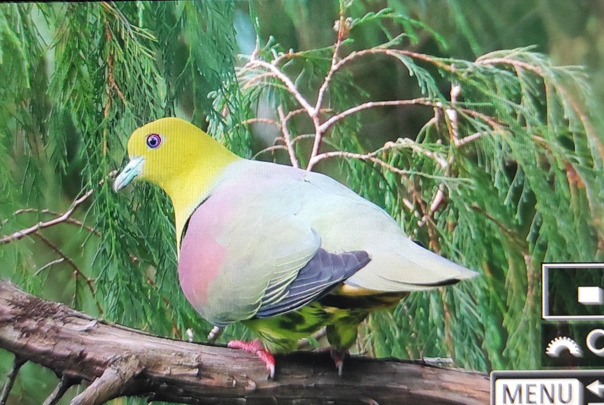 Wedge-tailed Green-Pigeon - ML581038081