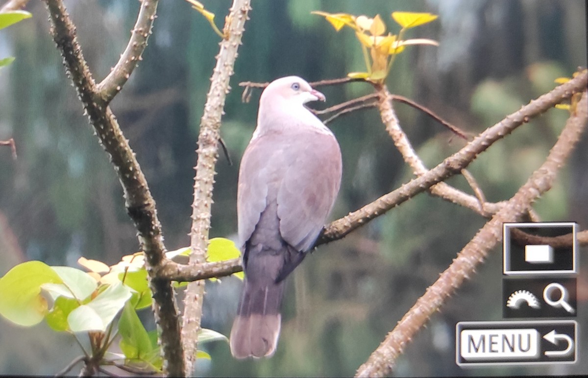 Mountain Imperial-Pigeon - ML581038111