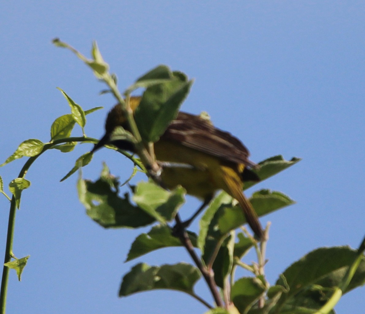 Orchard Oriole - ML581039021
