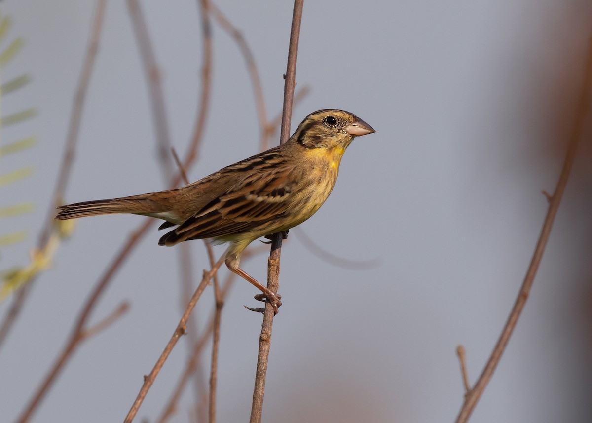 Yellow-breasted Bunting - ML581039301