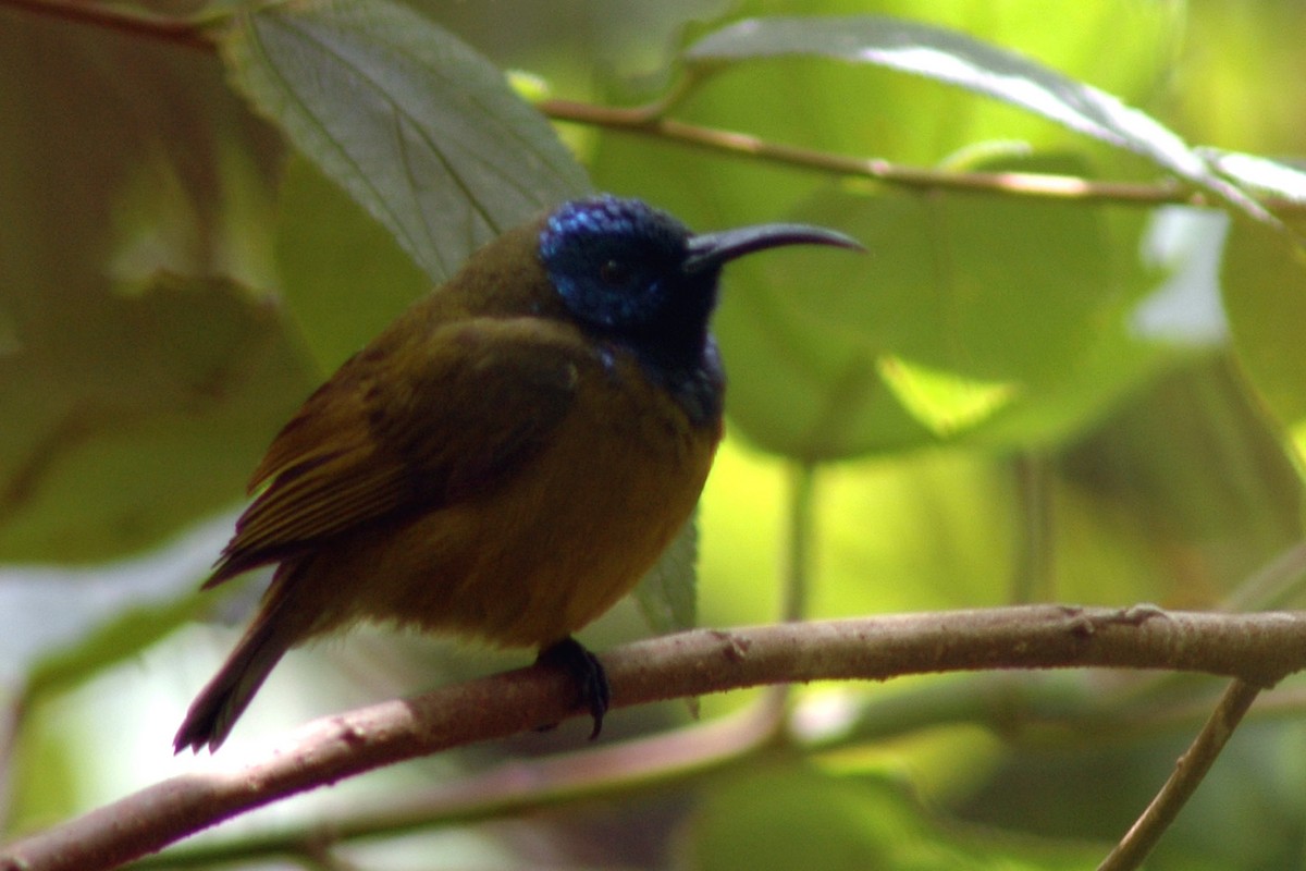 Cameroon Sunbird - ML581042151