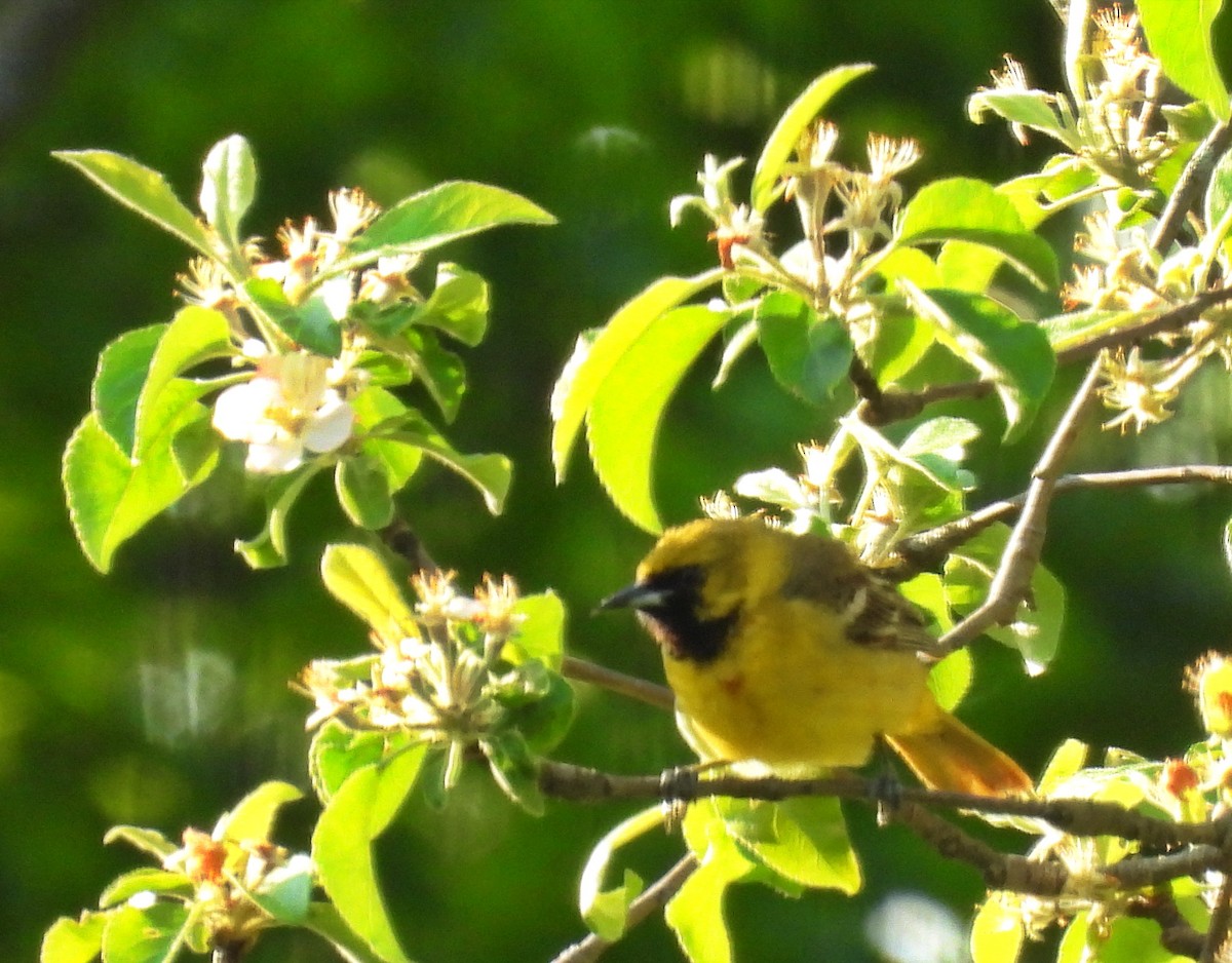 Orchard Oriole - ML581042941