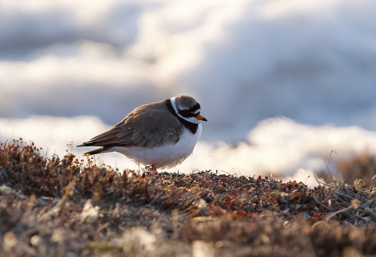 Common Ringed Plover - ML581043711