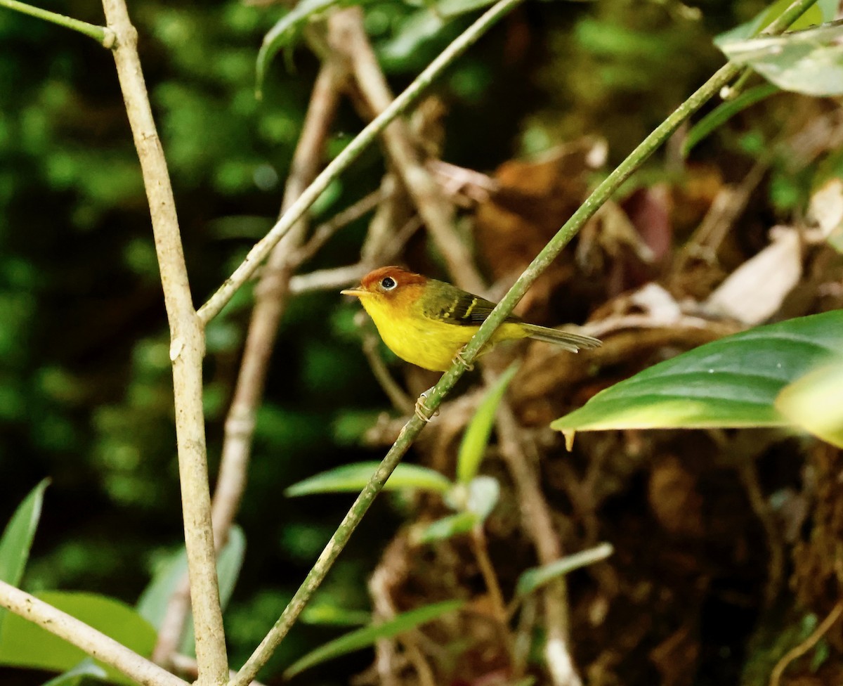 Yellow-breasted Warbler - ML581045121