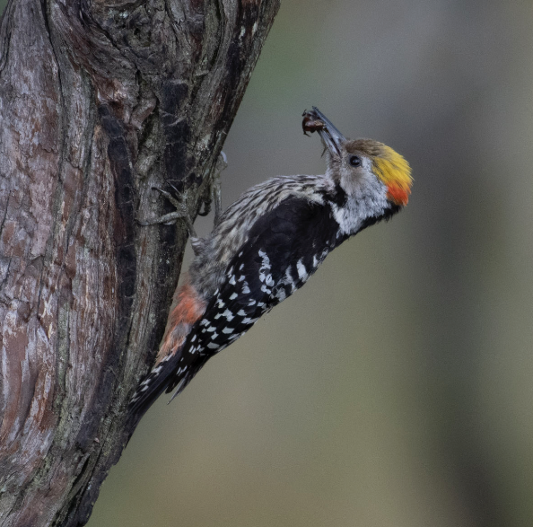 Brown-fronted Woodpecker - Harshil Sharma