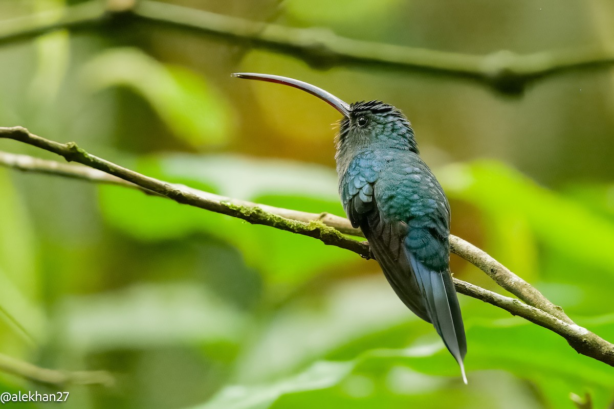 kolibřík šedobřichý - ML581048901