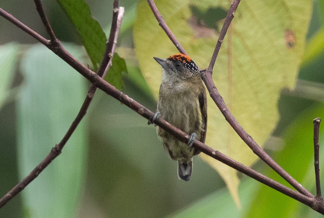 Fine-barred Piculet - ML581050961