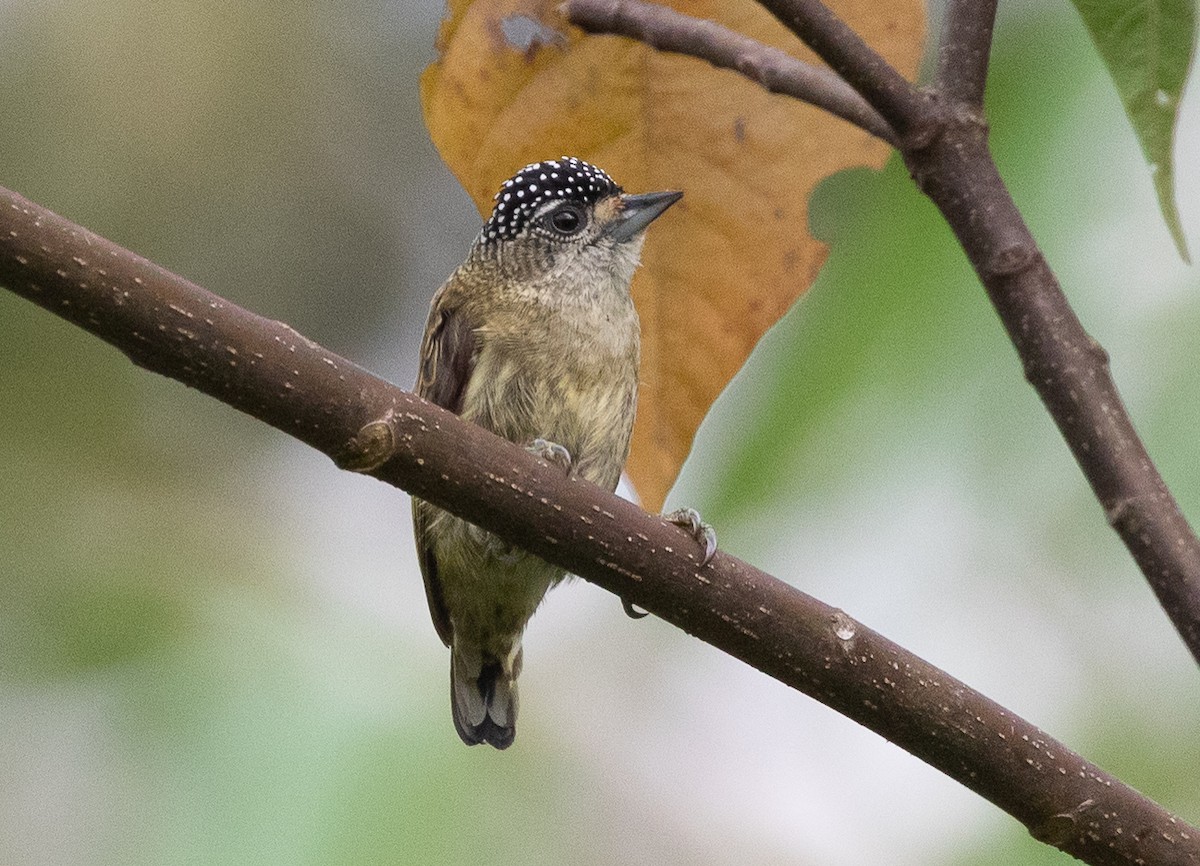 Fine-barred Piculet - ML581050981