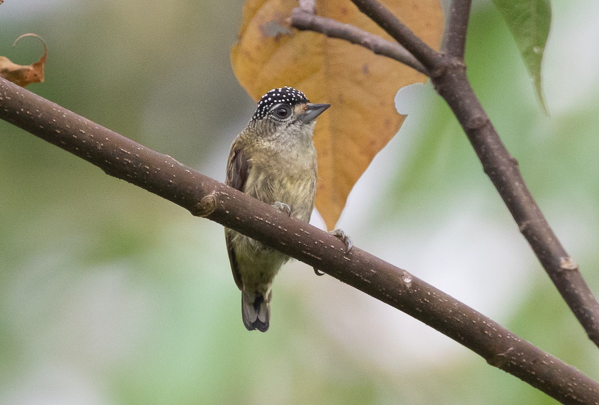 Fine-barred Piculet - ML581050991