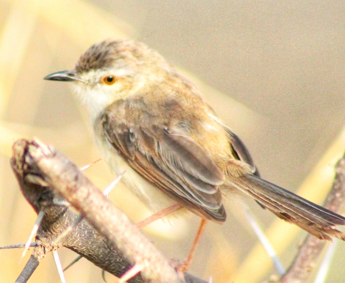 Plain Prinia - ML581052881