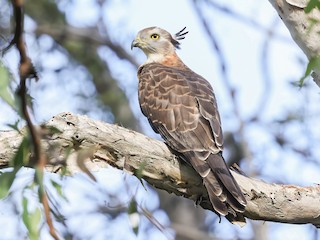  - Pacific Baza