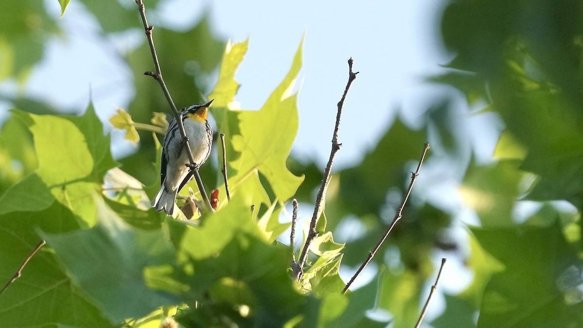 Yellow-throated Warbler - ML581055021