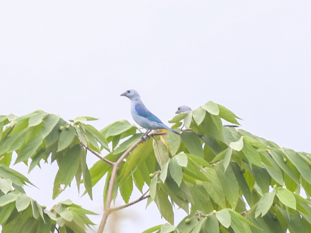 Blue-gray Tanager - ML58105511