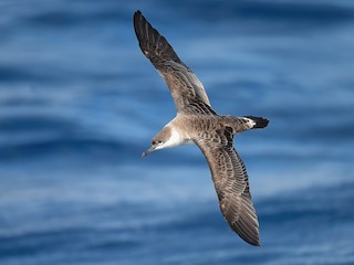  - Great Shearwater