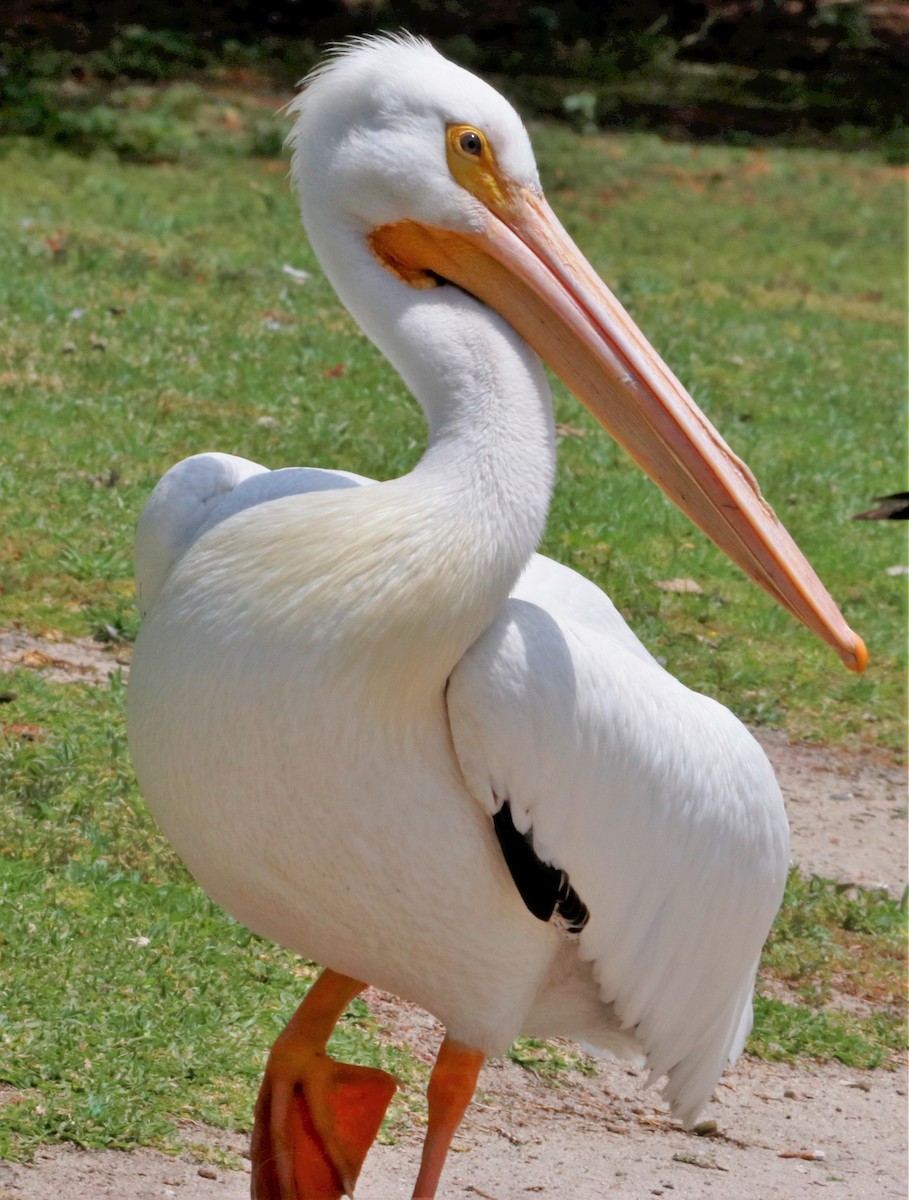 pelikán severoamerický - ML581057901