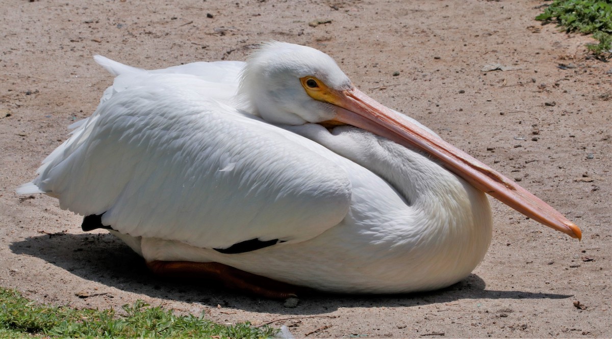 pelikán severoamerický - ML581057981