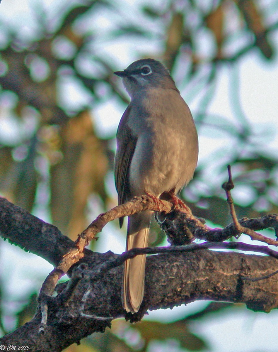 Brown-backed Solitaire - ML581058441