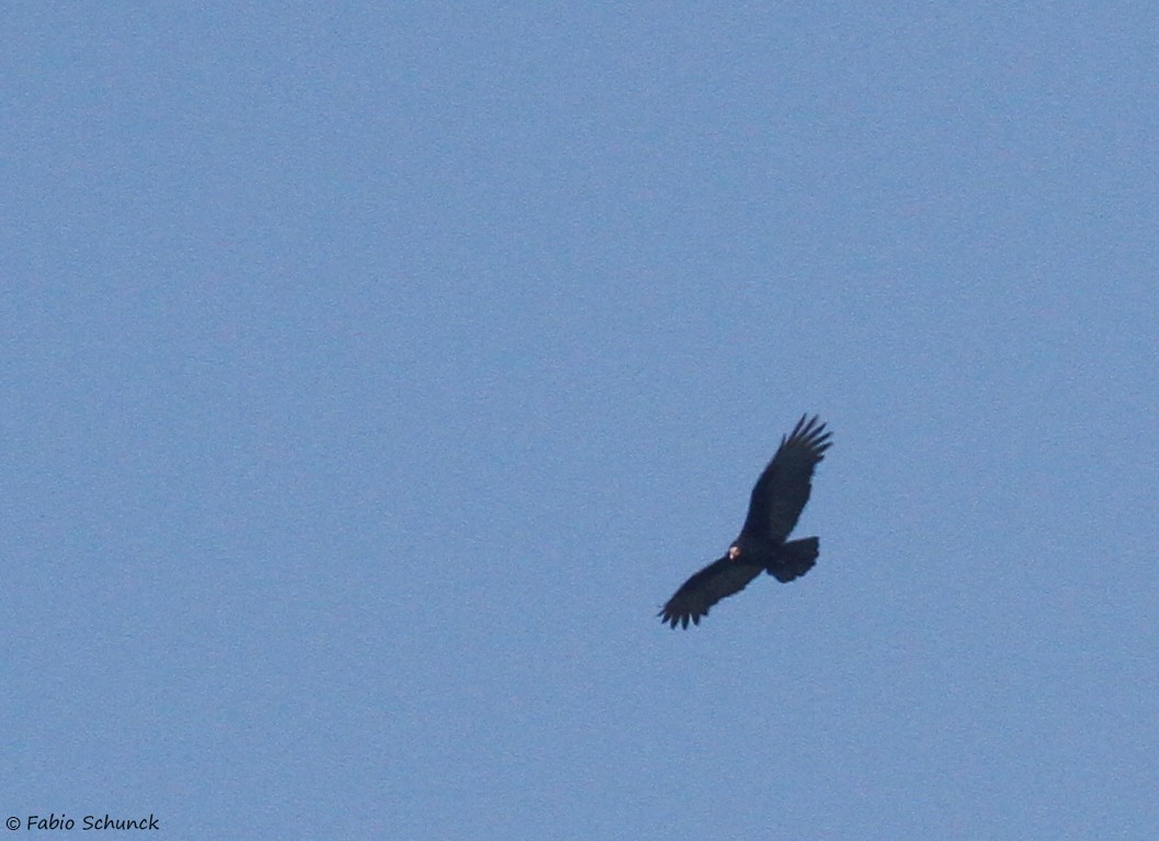 Lesser Yellow-headed Vulture - ML581059191