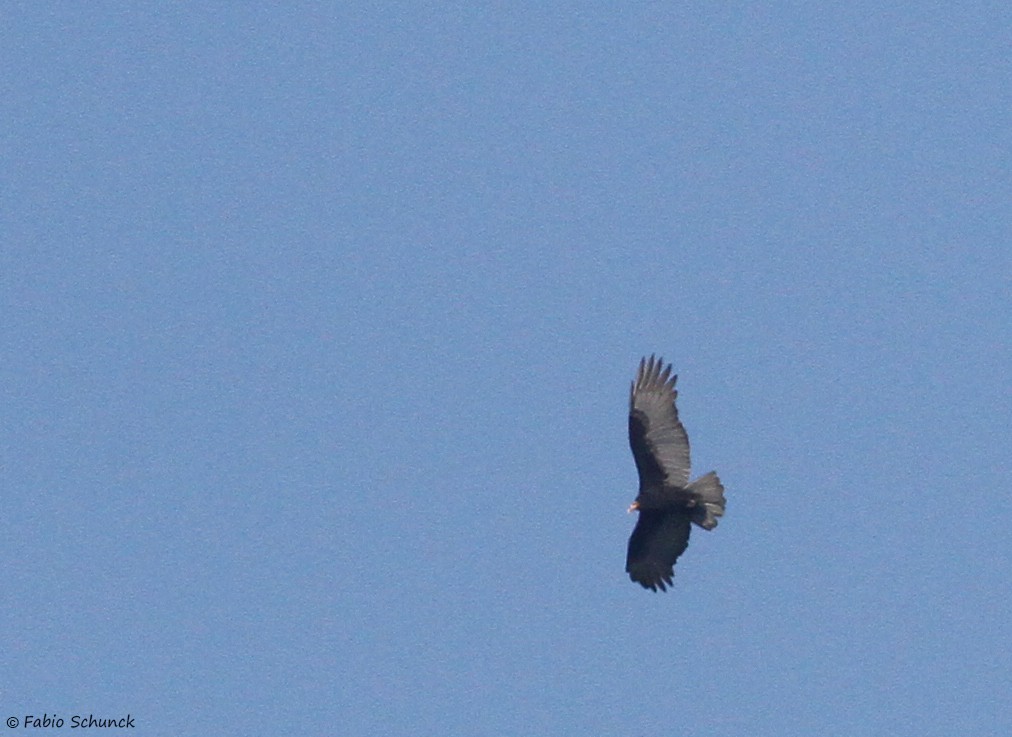 Lesser Yellow-headed Vulture - ML581059211