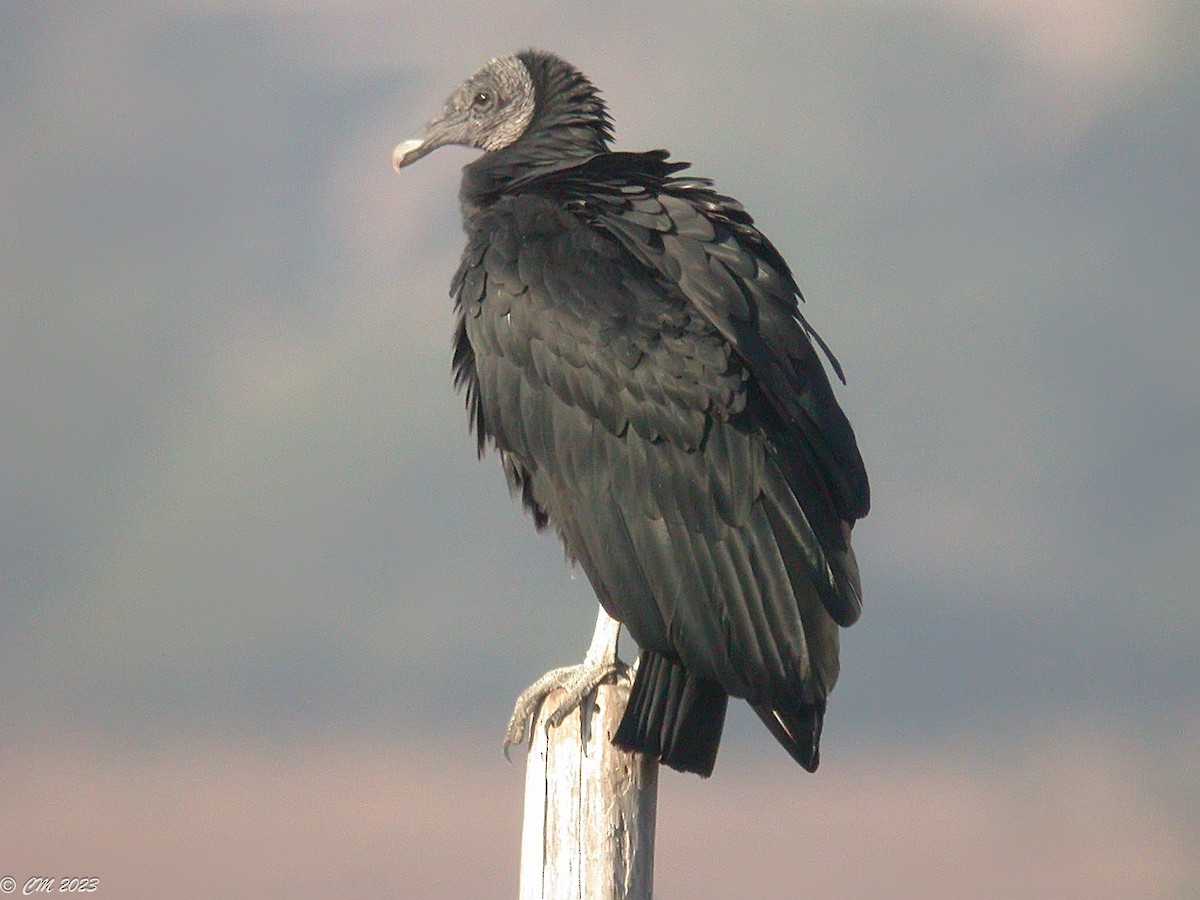 Black Vulture - ML581063251